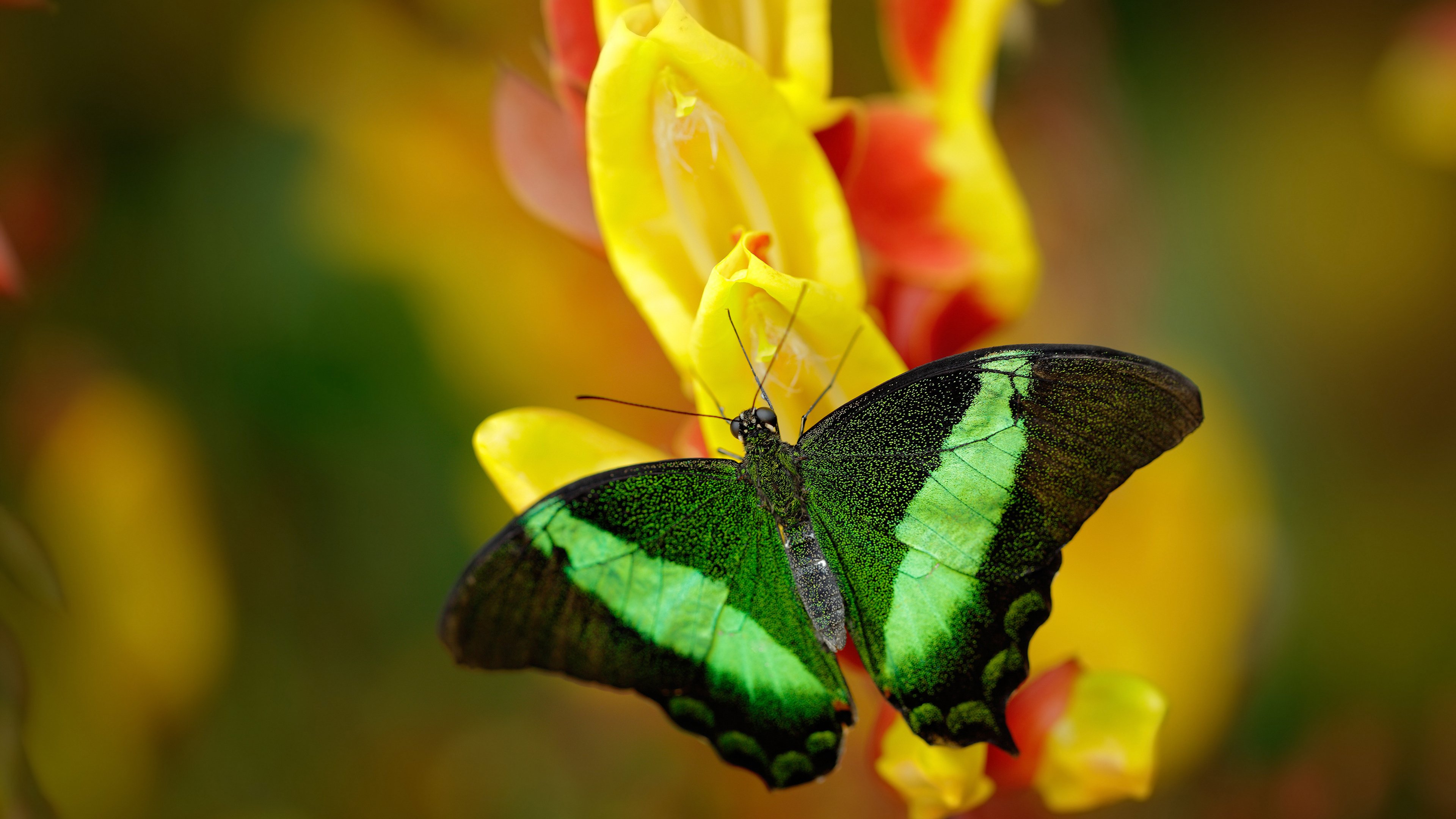 “高新体育中心健力赛:选手们挑战极限重量,赛场气氛紧张”