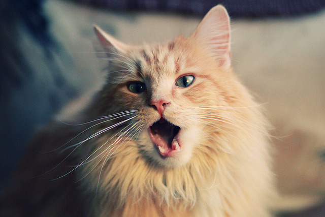 印度乒乓赛制:技术提升与国际化接轨的双重挑战,印度乒乓一哥