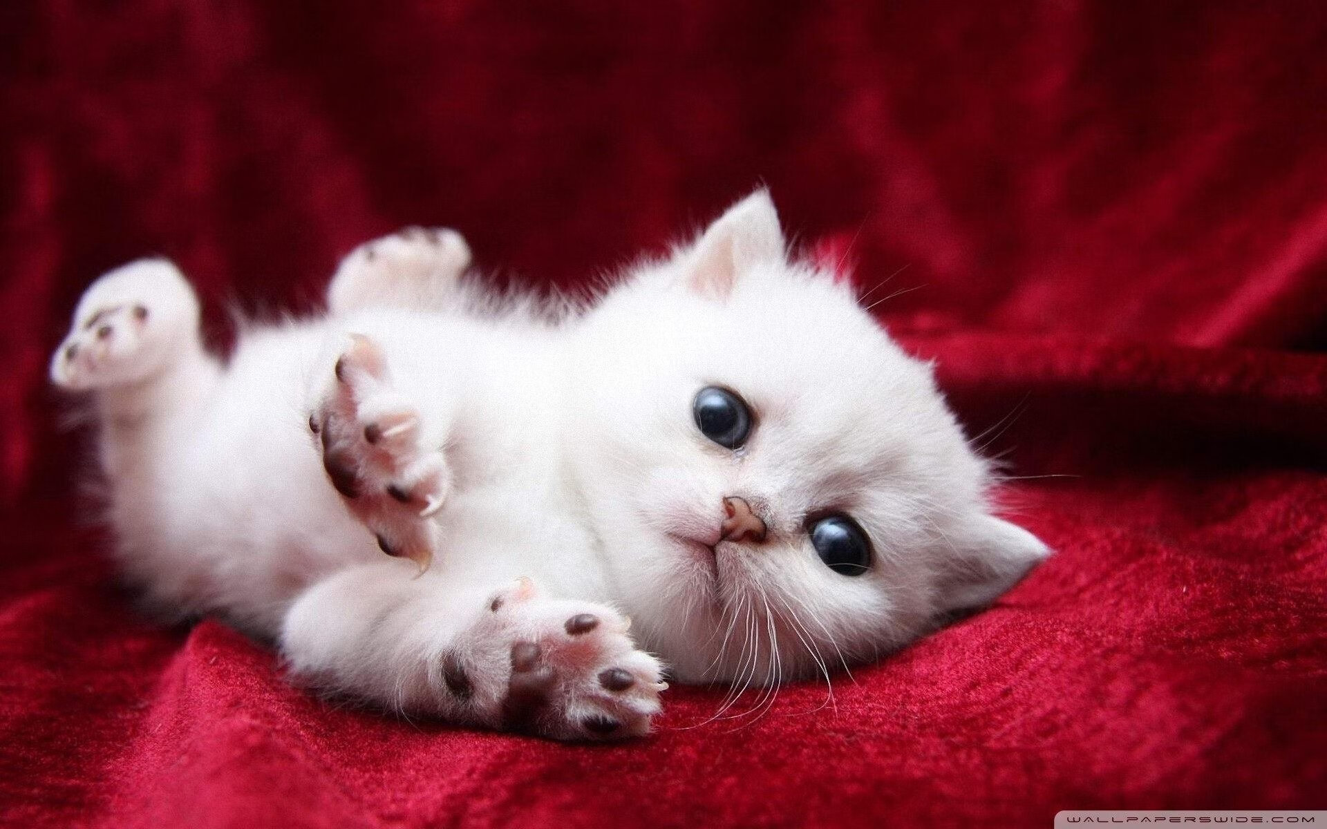 弱侧保护体系应对反向转移，弱侧保护体系应对反向转移的原因