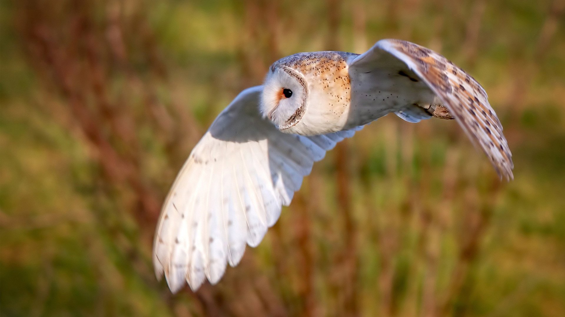 快攻重现辉煌哪些球队重拾速度篮球，篮球快攻机会最多的是