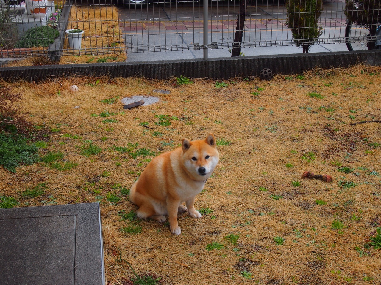 从新秀到巨星的成长轨迹,从新秀到巨星的成长轨迹漫画