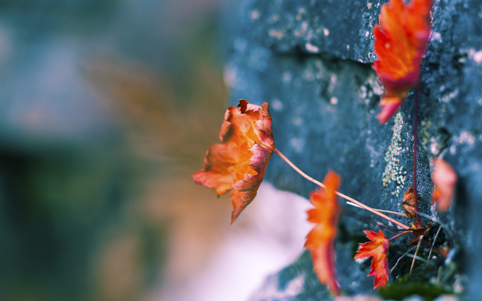体育品牌加大投入布局高校市场,学校体育品牌