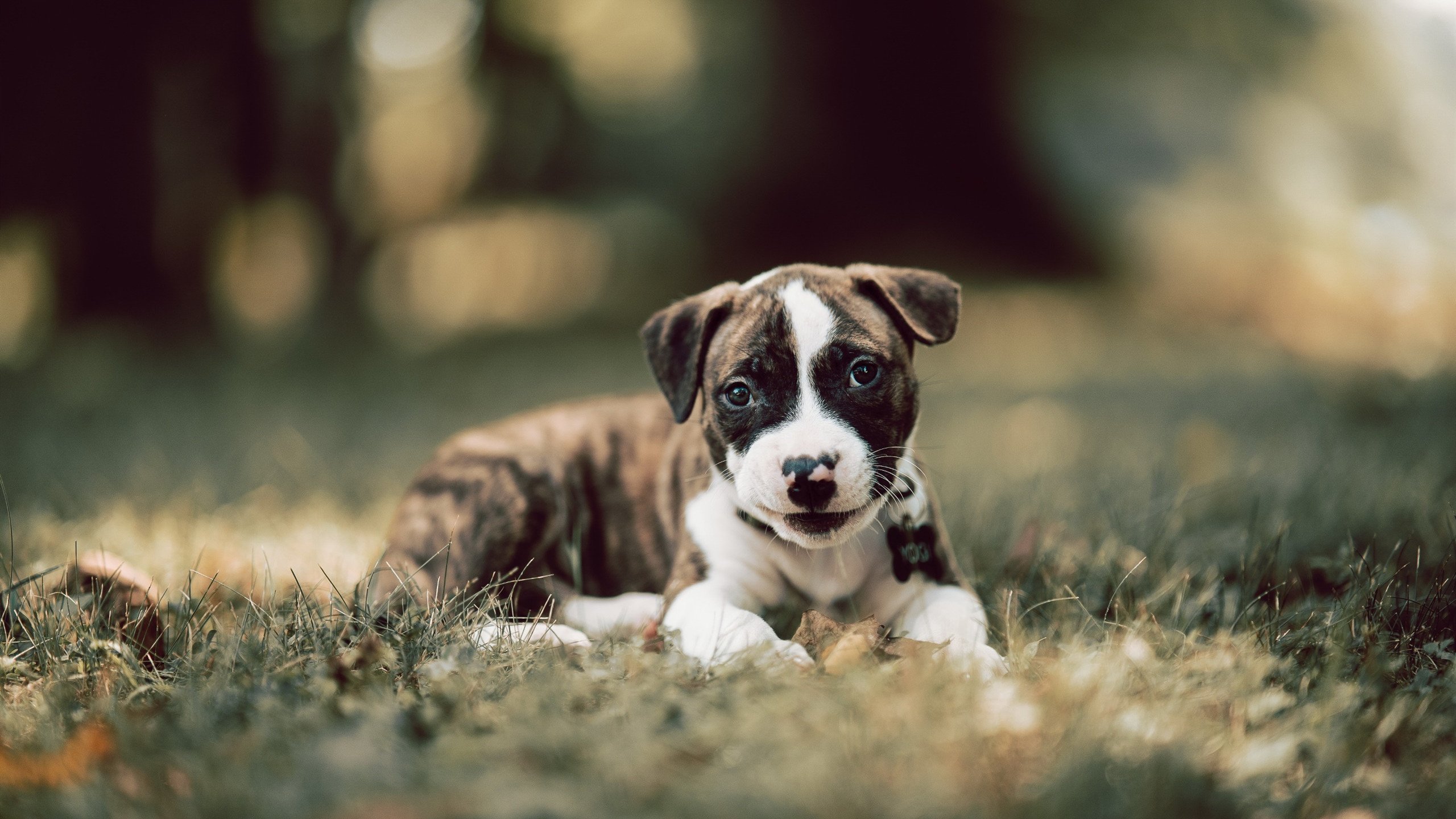 国际足联推动裁判全员培训，保证比赛判罚的专业性和公平性，国际足球比赛主裁判有几名