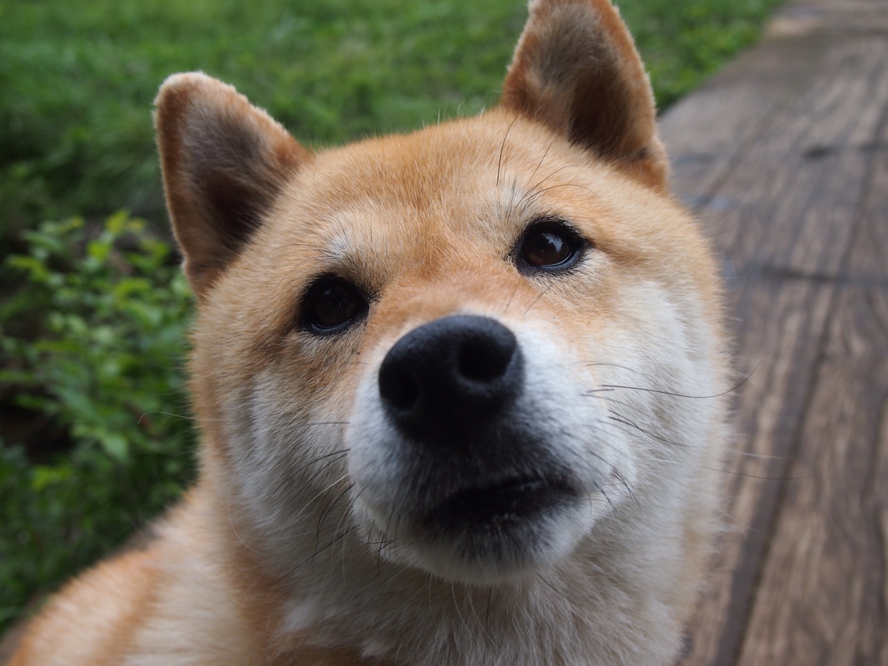 巴西队在南美预赛中保持领先,出线希望巨大