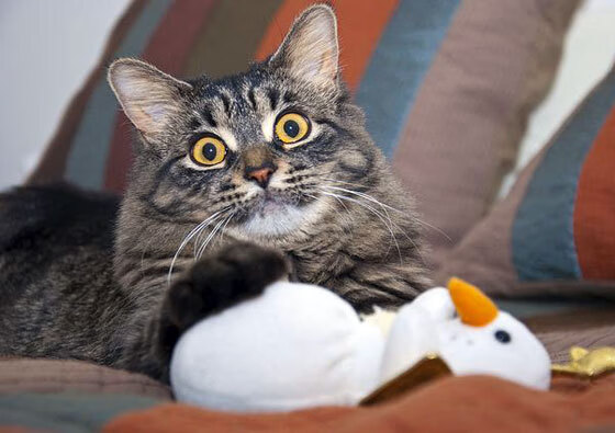 希腊男篮在欧洲锦标赛中表现出色，夺冠在望，希腊男篮实力如何