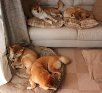 爱尔兰加强体育发展,橄榄球项目受益,爱尔兰篮球联赛