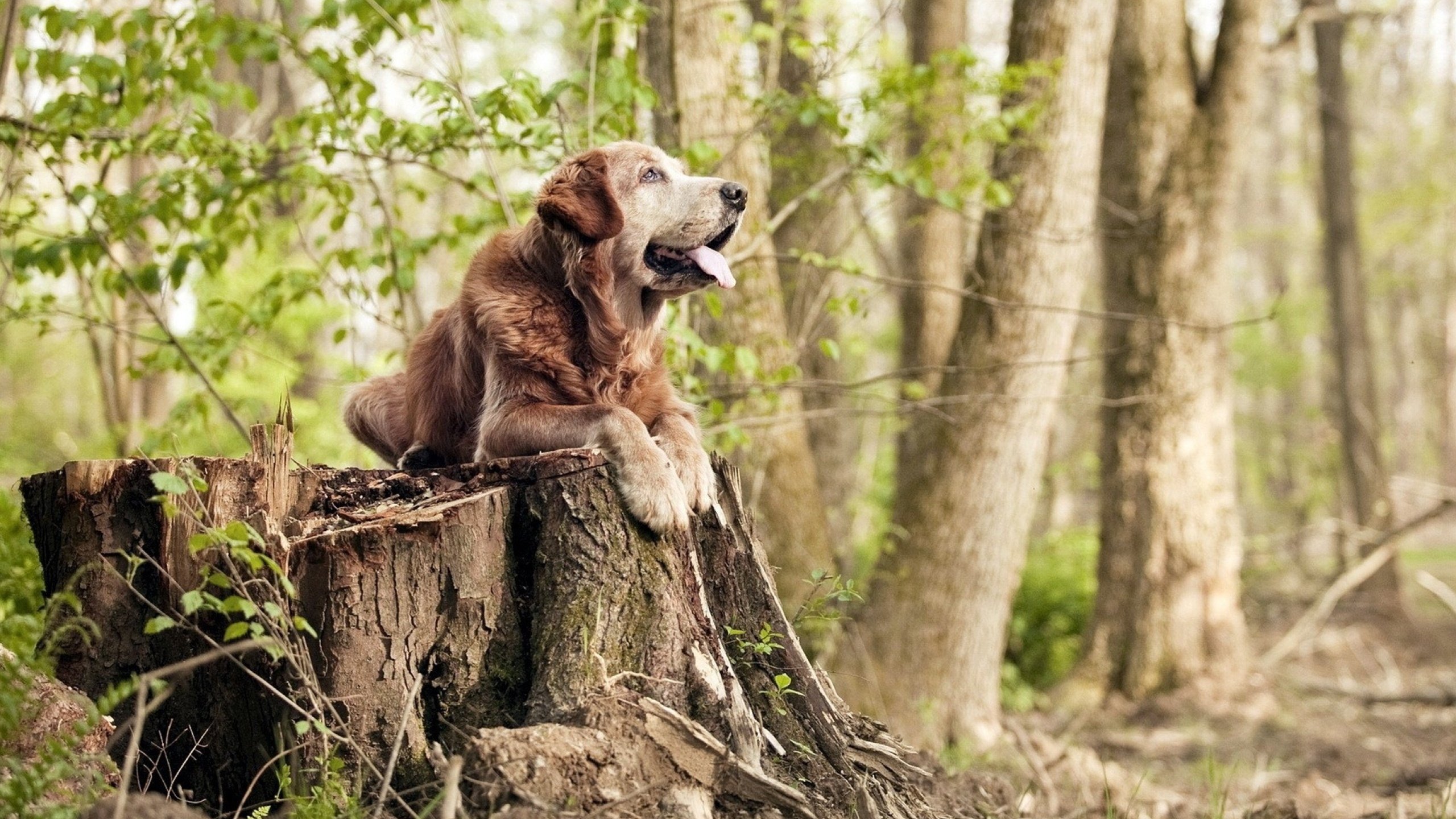 球队间谍门风波调查启动,赛场公平性受关注,足球间谍